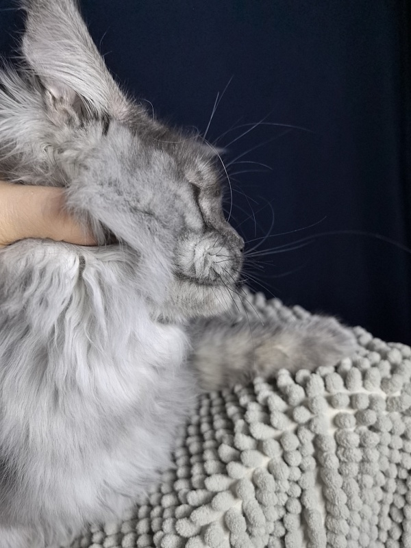 Jessi Kitty Akbars - Kitten maine-coon 5 months 1.5 week