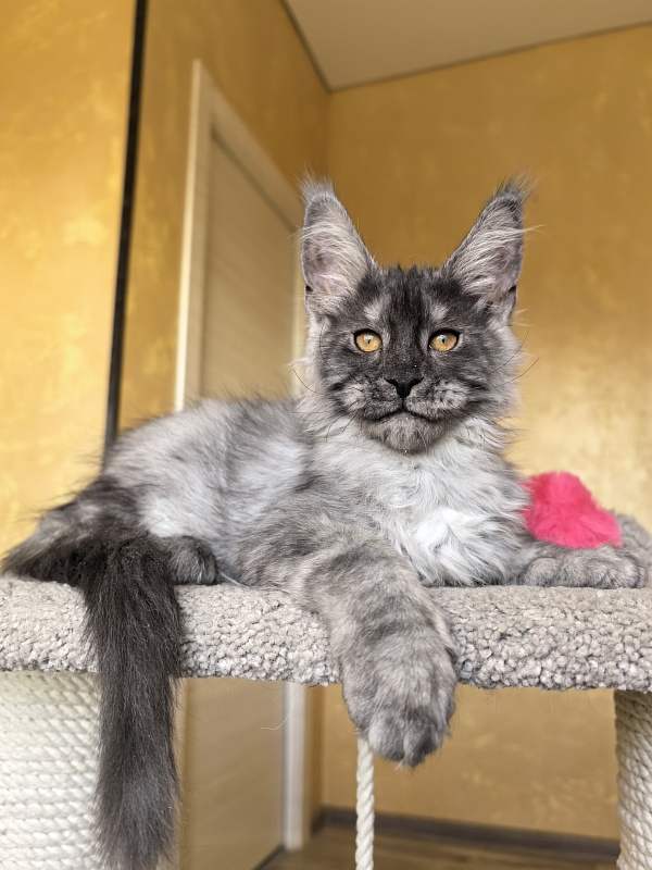 Jessi Kitty Akbars - Kitten maine-coon 3 months