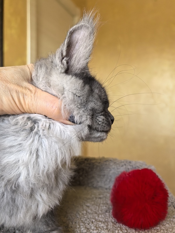 Java Cat Akbars - Kitten maine-coon 3 months