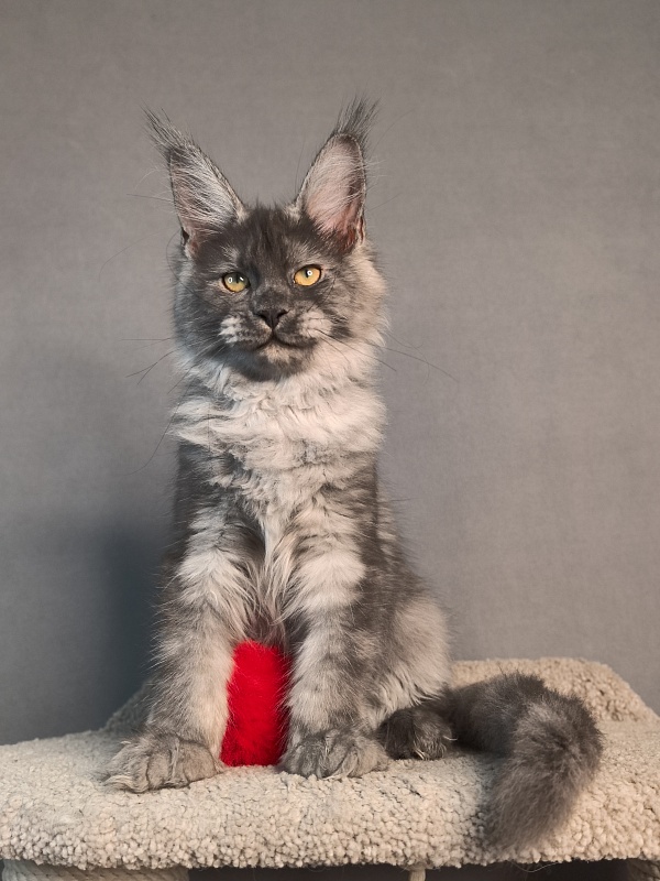 Java Cat Akbars - Kitten maine-coon 3 months 3 weeks