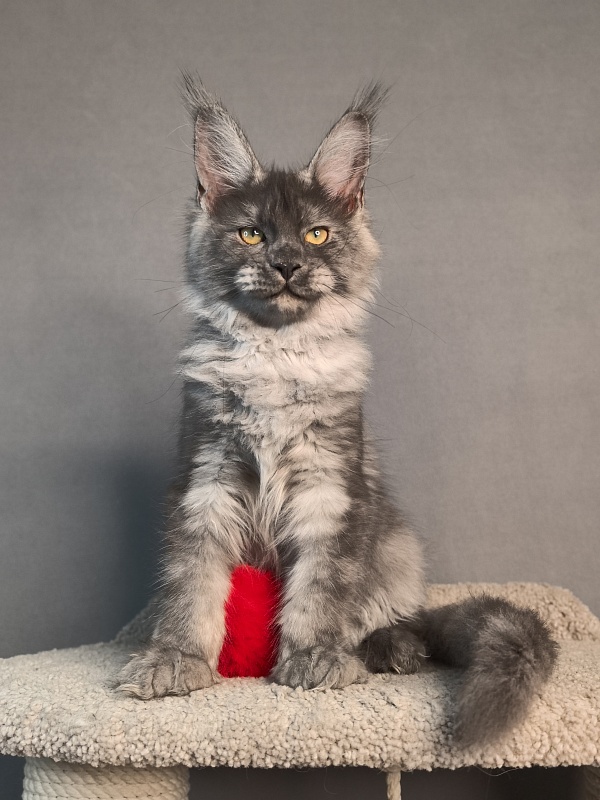 Java Cat Akbars - Kitten maine-coon 3 months 3 weeks