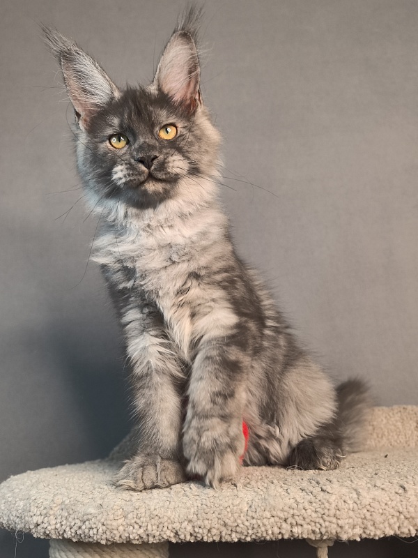 Java Cat Akbars - Kitten maine-coon 3 months 3 weeks