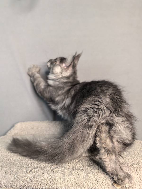 Java Cat Akbars - Kitten maine-coon 3 months 3 weeks