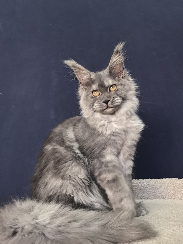 Java Cat Akbars - Kitten maine-coon 4 months 1.5 week