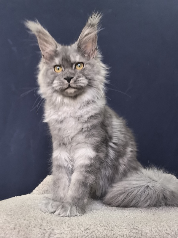 Java Cat Akbars - Kitten maine-coon 4 months 1.5 week