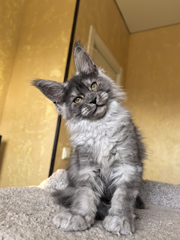 Java Cat Akbars - Kitten maine-coon 3 months