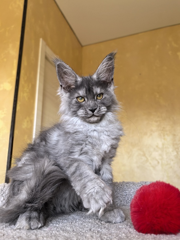 Java Cat Akbars - Kitten maine-coon 3 months