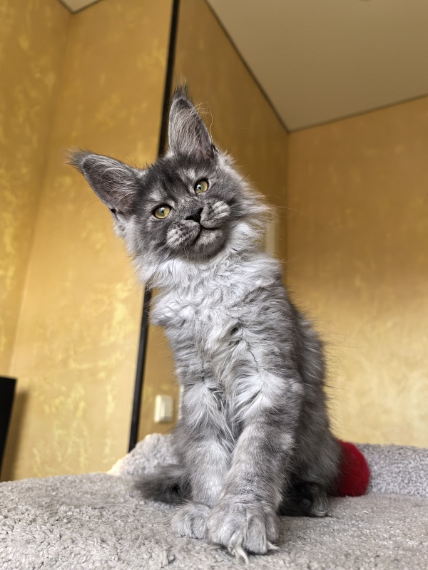 Java Cat Akbars - Kitten maine-coon 3 months