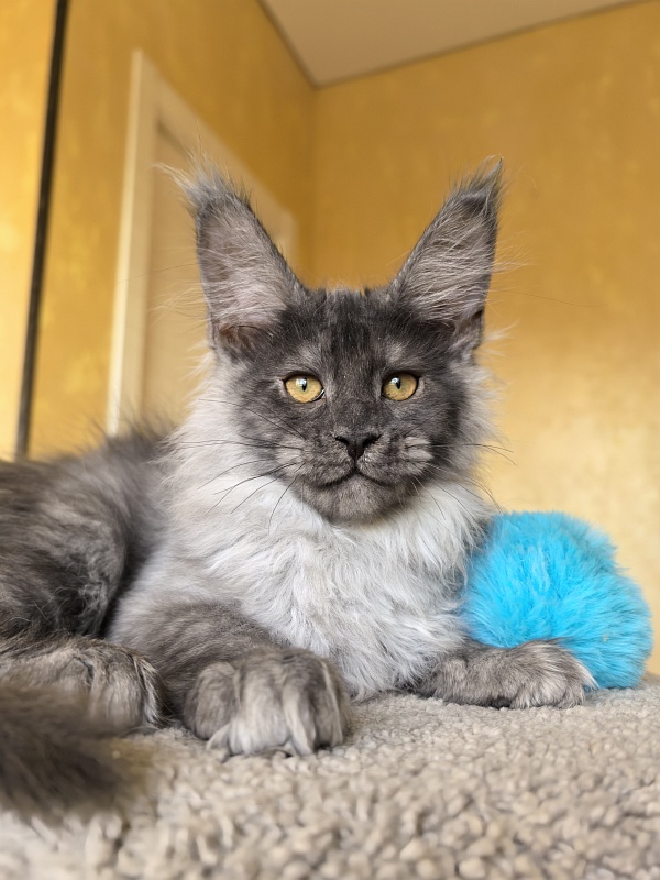 Jamaica Cat Akbars - Kitten maine-coon 3 months