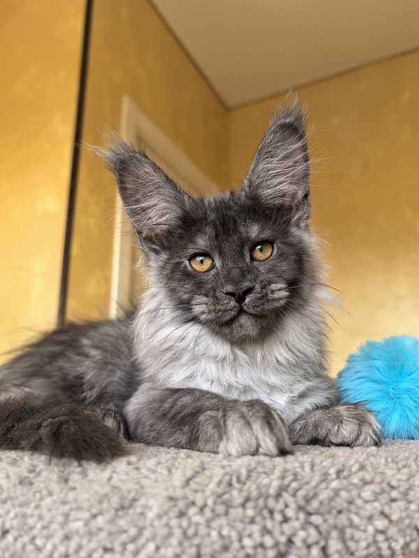 Jamaica Cat Akbars - Kitten maine-coon 3 months