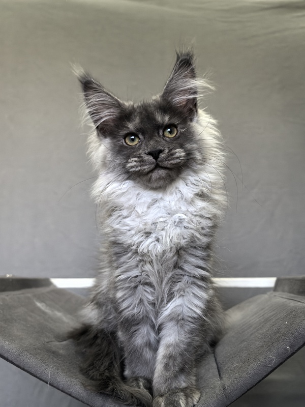Julia Cat Akbars - Kitten maine-coon 3 months