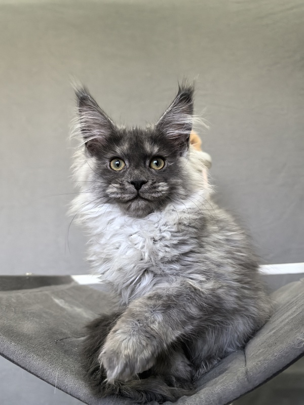 Julia Cat Akbars - Kitten maine-coon 3 months