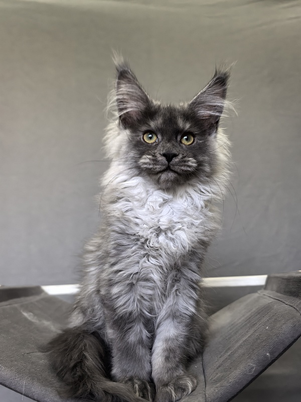 Julia Cat Akbars - Kitten maine-coon 3 months