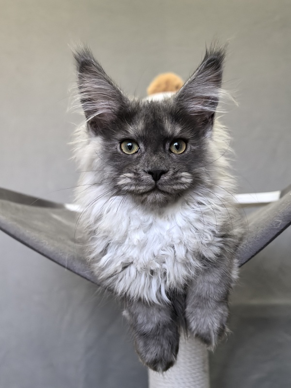 Julia Cat Akbars - Kitten maine-coon 3 months
