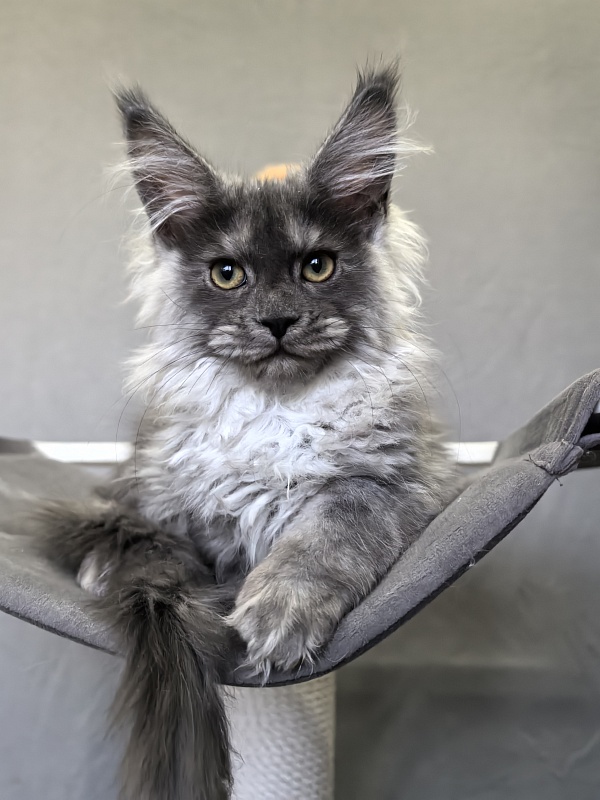 Julia Cat Akbars - Kitten maine-coon 3 months
