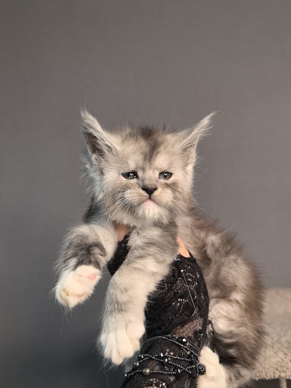 Leo Me Akbars - Kitten maine-coon