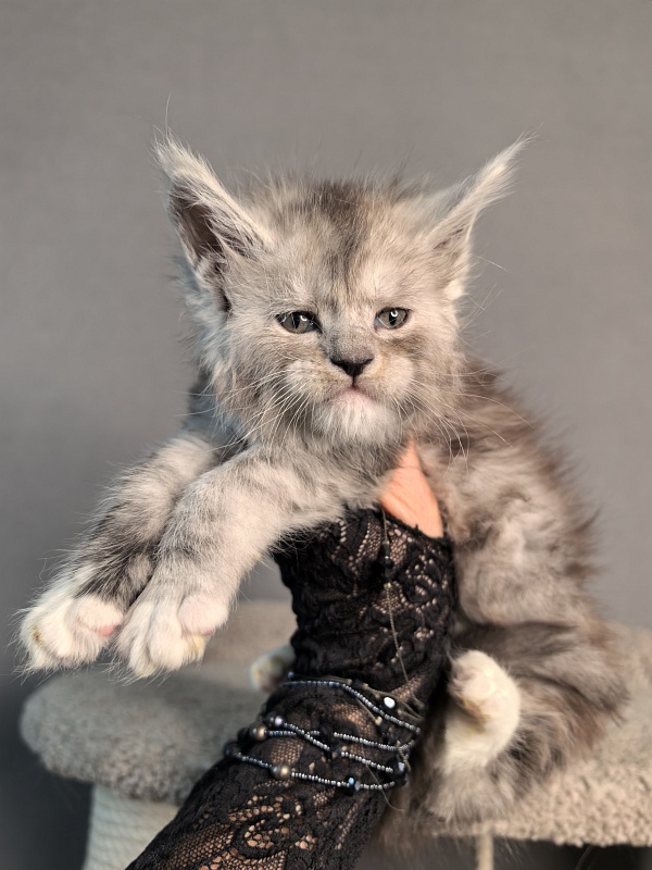 Leo Me Akbars - Kitten maine-coon