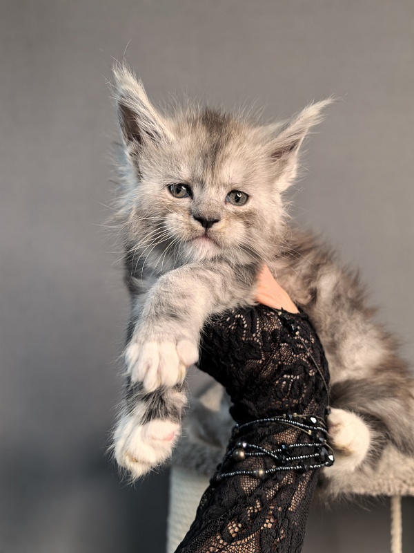 Leo Me Akbars - Kitten maine-coon