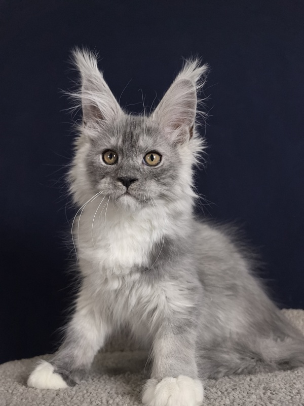 Leo Me Akbars - Kitten maine-coon 2 months 0.5 weeks