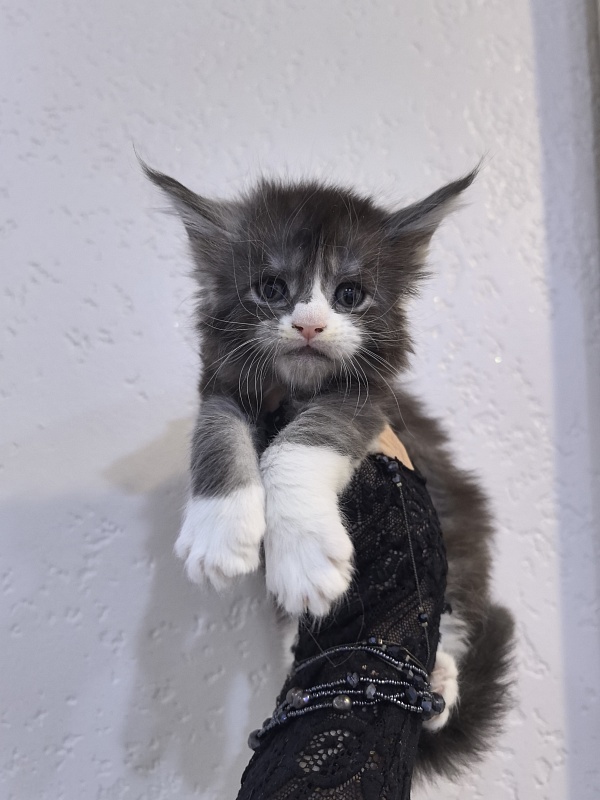 Loy Cat  Akbars - Kitten maine-coon