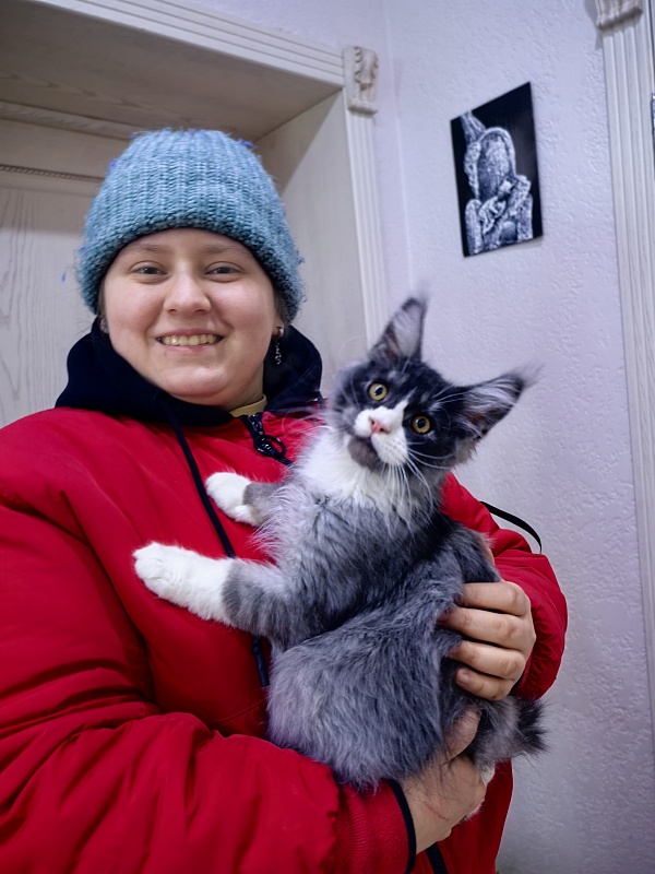 Loy Cat  Akbars - Kitten maine-coon 2 months 2 weeks