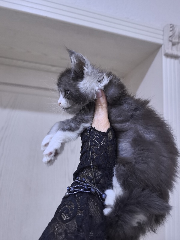 Loy Cat  Akbars - Kitten maine-coon