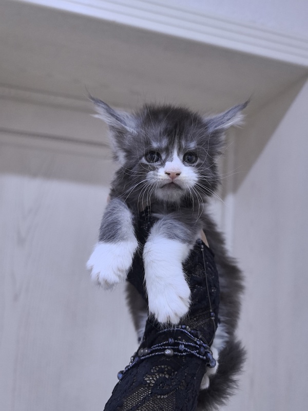Loy Cat  Akbars - Kitten maine-coon