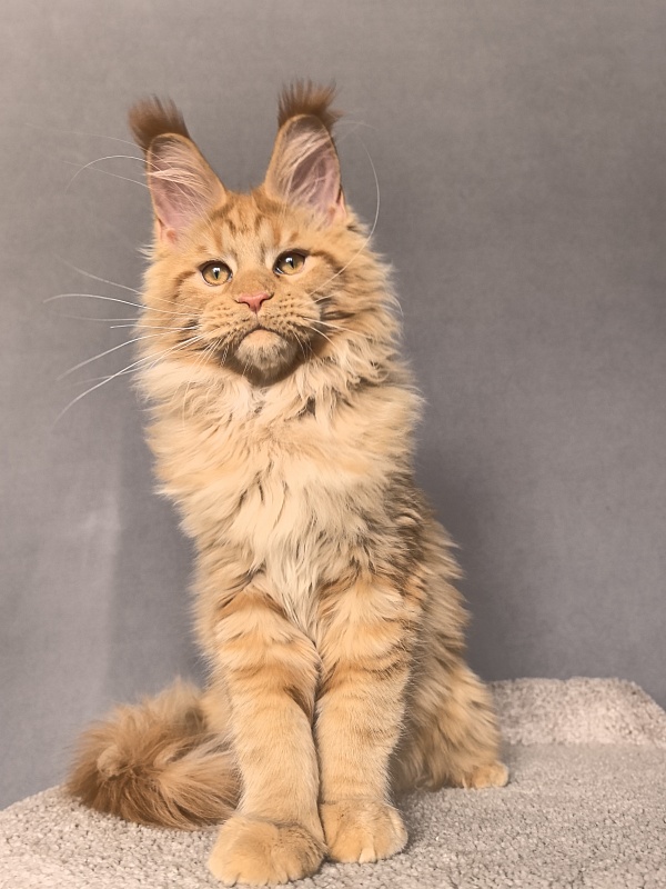 Malik  Akbars - Kitten maine-coon 4 months 2 weeks