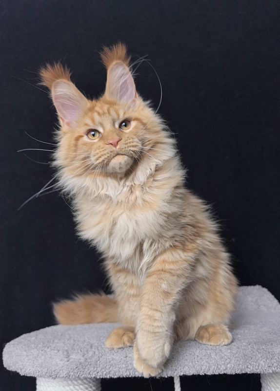 Malik  Akbars - Kitten maine-coon 4 months 4 weeks