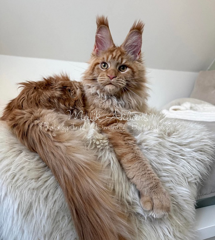 Malik  Akbars - Kitten maine-coon 5 months 1 week