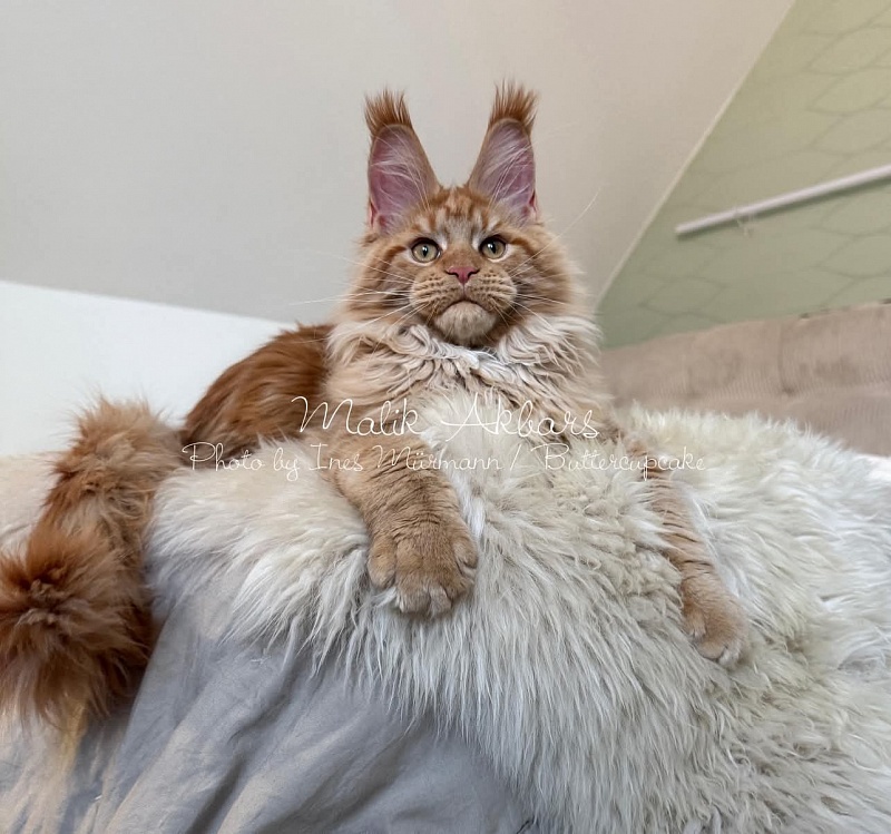 Malik  Akbars - Kitten maine-coon 5 months 1 week