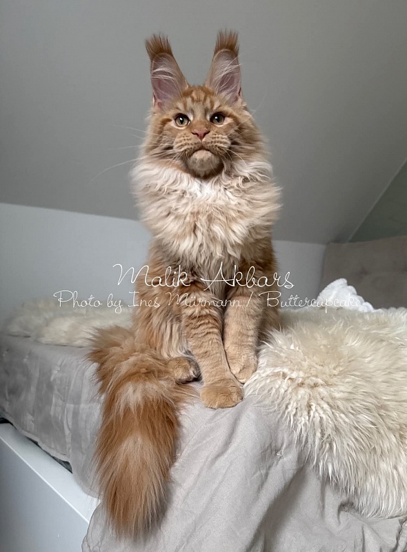 Malik  Akbars - Kitten maine-coon 5 months 1 week