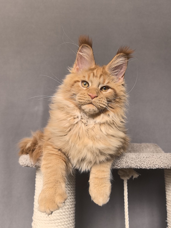 Malik  Akbars - Kitten maine-coon 4 months 2 weeks