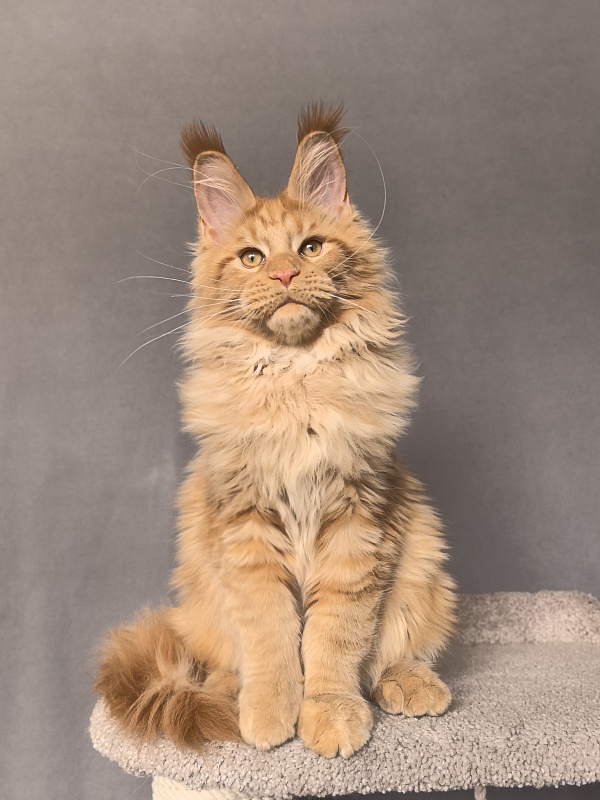 Malik  Akbars - Kitten maine-coon 4 months 2 weeks