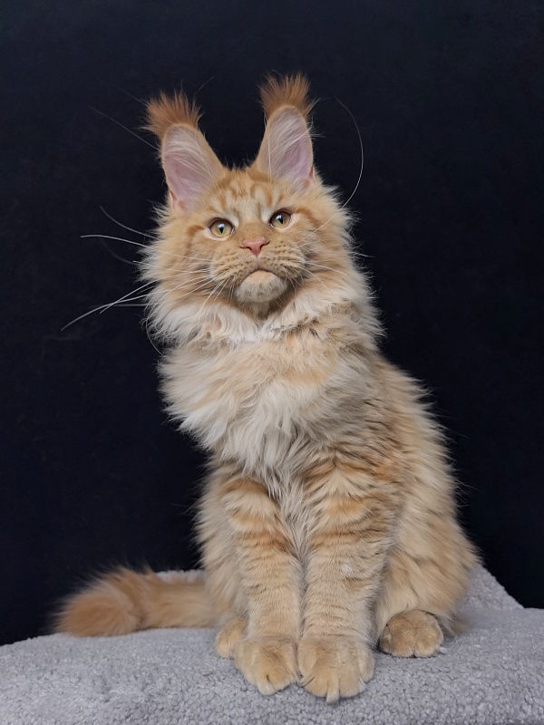 Malik  Akbars - Kitten maine-coon 4 months 4 weeks