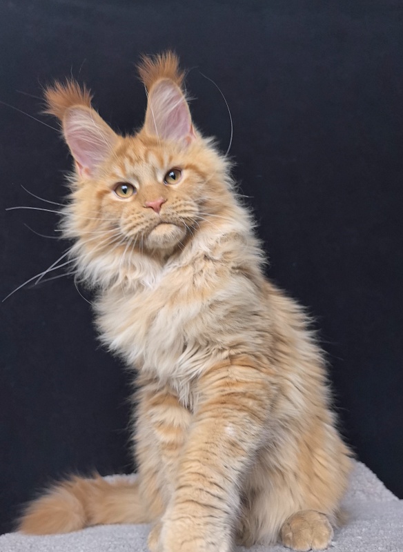 Malik  Akbars - Kitten maine-coon 4 months 4 weeks