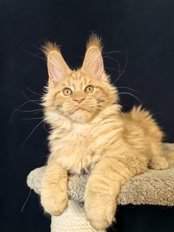 Mike Akbars - Kitten maine-coon 3 months 1 week