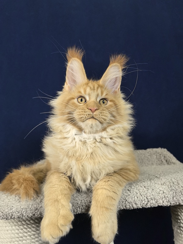 Malik  Akbars - Kitten maine-coon 3 months 4 weeks