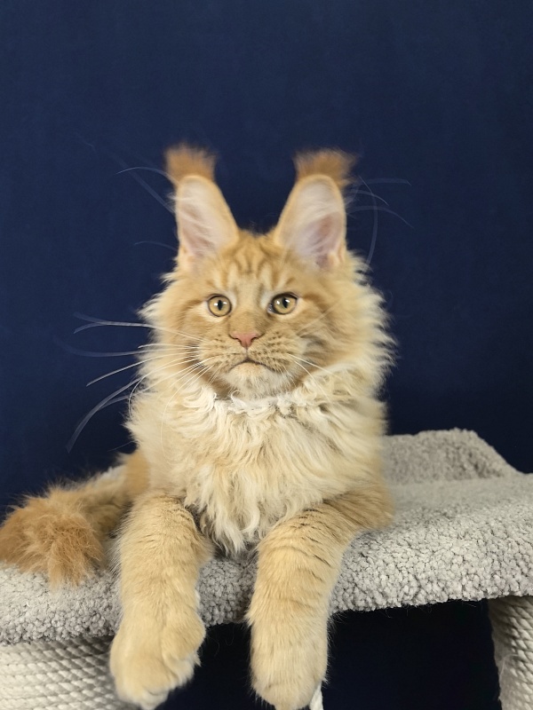 Malik  Akbars - Kitten maine-coon 3 months 4 weeks