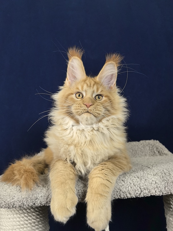 Malik  Akbars - Kitten maine-coon 3 months 4 weeks