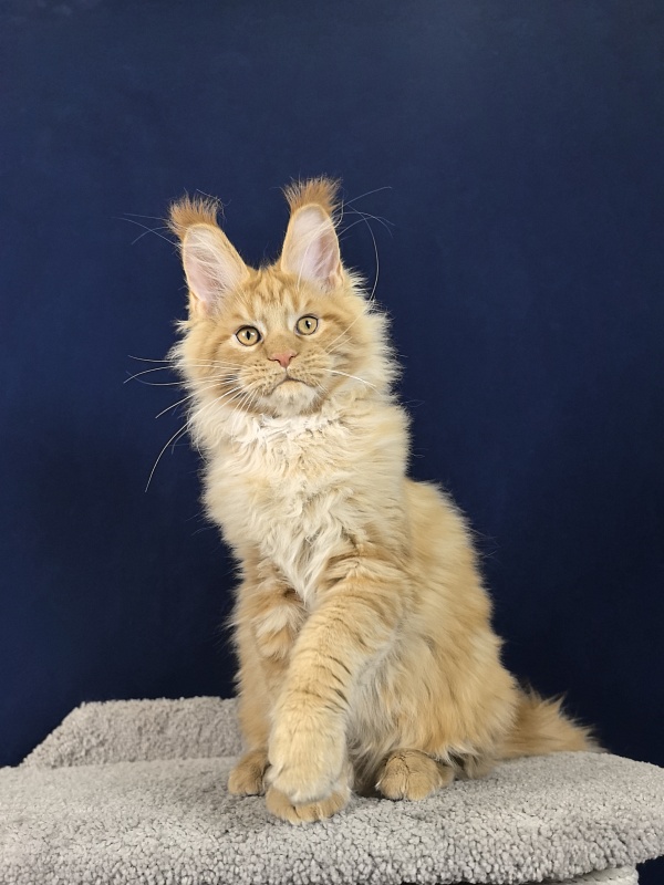 Malik  Akbars - Kitten maine-coon 3 months 4 weeks