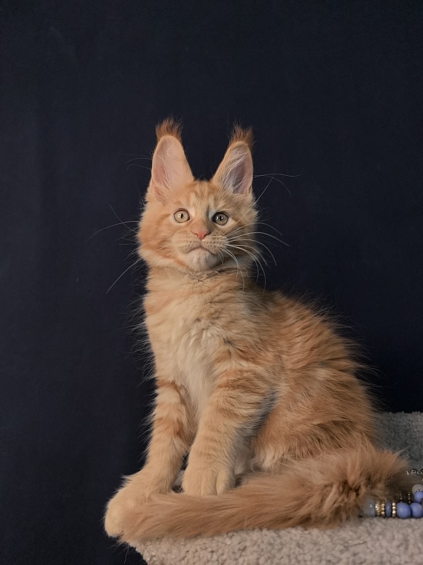 Mike Akbars - Kitten maine-coon 2 months