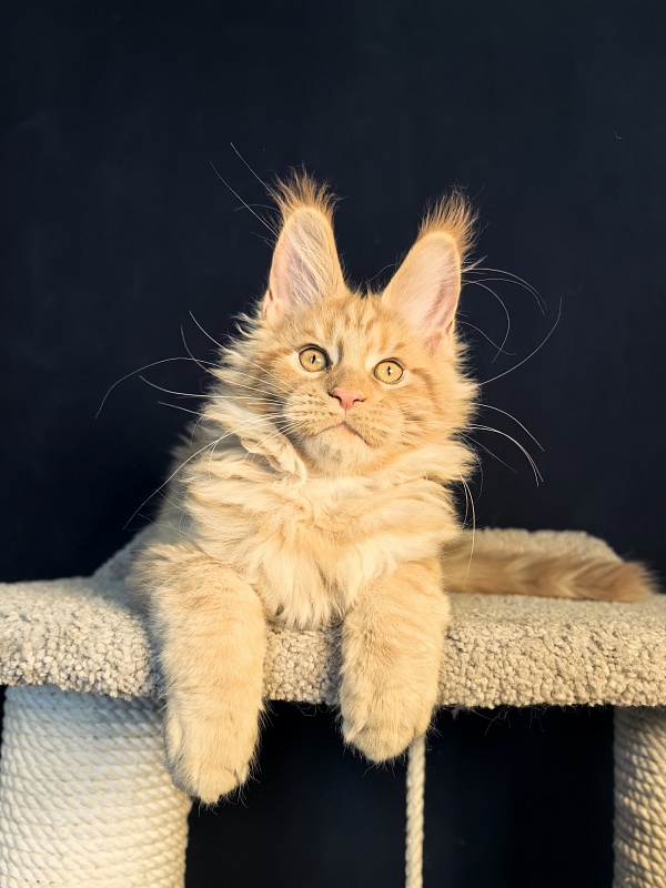 Mike Akbars - Kitten maine-coon 3 months 1 week