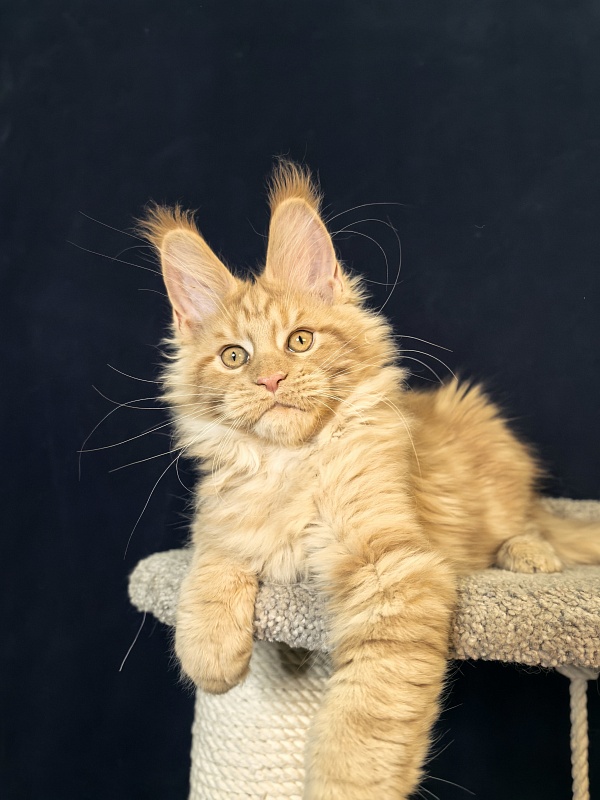 Mike Akbars - Kitten maine-coon 3 months 1 week