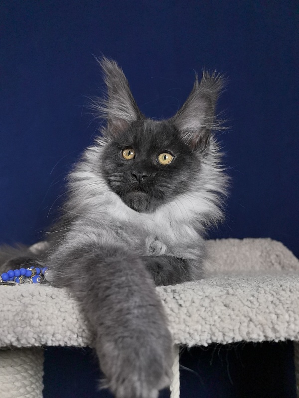 Marseille Akbars - Kitten maine-coon 3 months 1 week