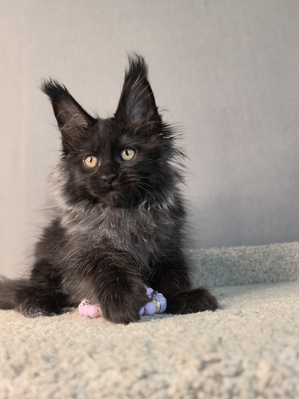 Misty Akbars - Kitten maine-coon 2 months 1.5 week