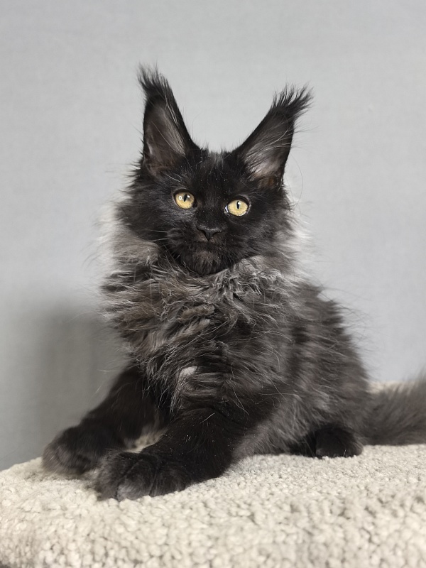 Misty Akbars - Kitten maine-coon 3 months 0.5 weeks
