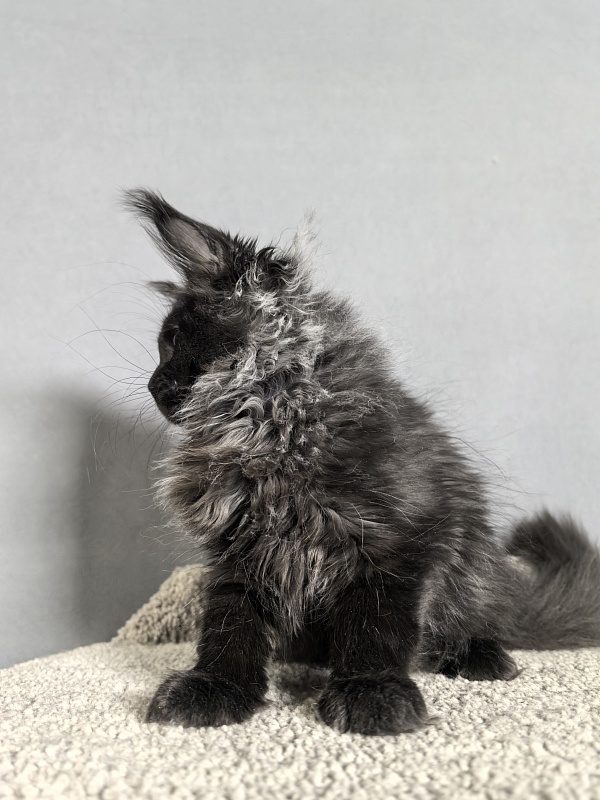 Misty Akbars - Kitten maine-coon 3 months 0.5 weeks