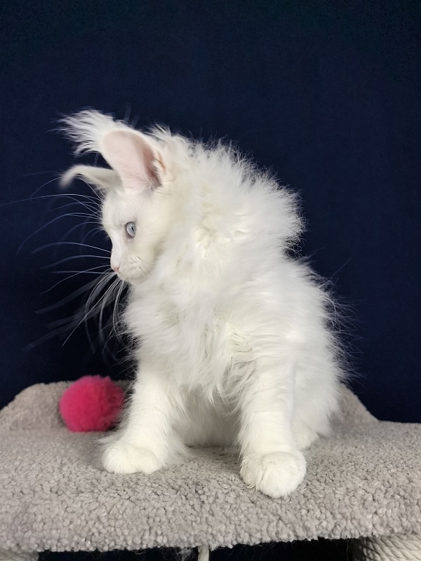 Malta Akbars - Kitten maine-coon 3 months 1 week