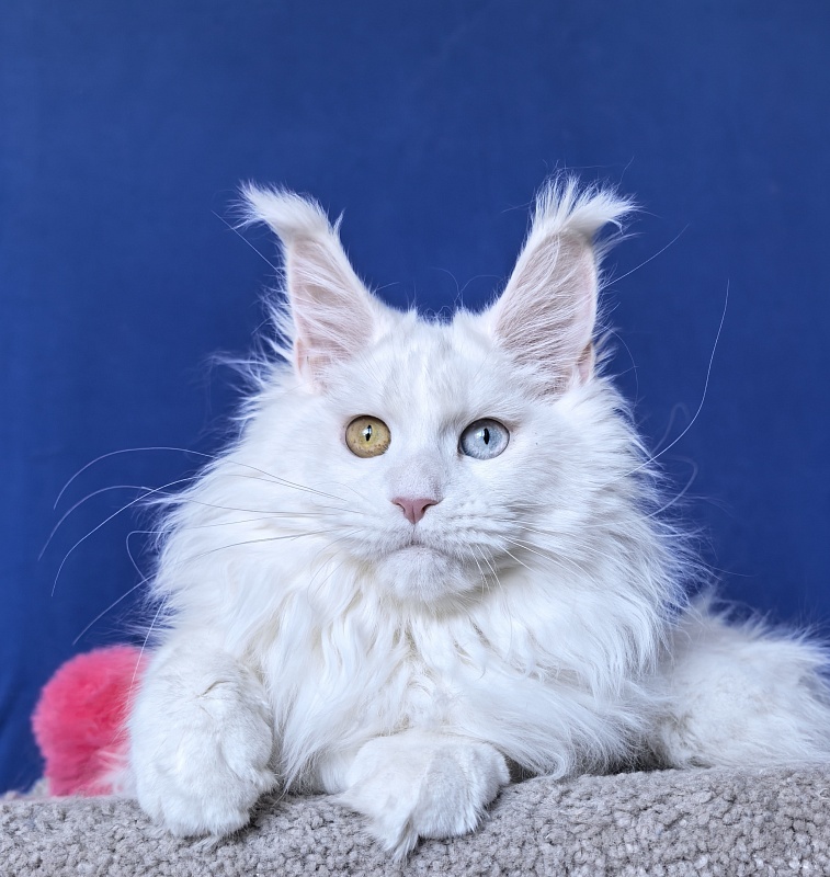 Malta Akbars - Kitten maine-coon 6 months 2 weeks